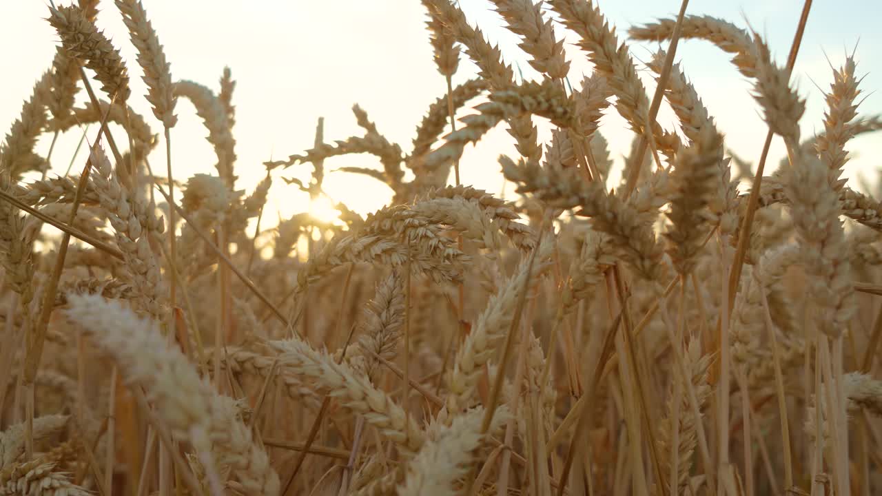 金色麦田准备收割。农村的农田里种满了金黄色的小麦视频下载