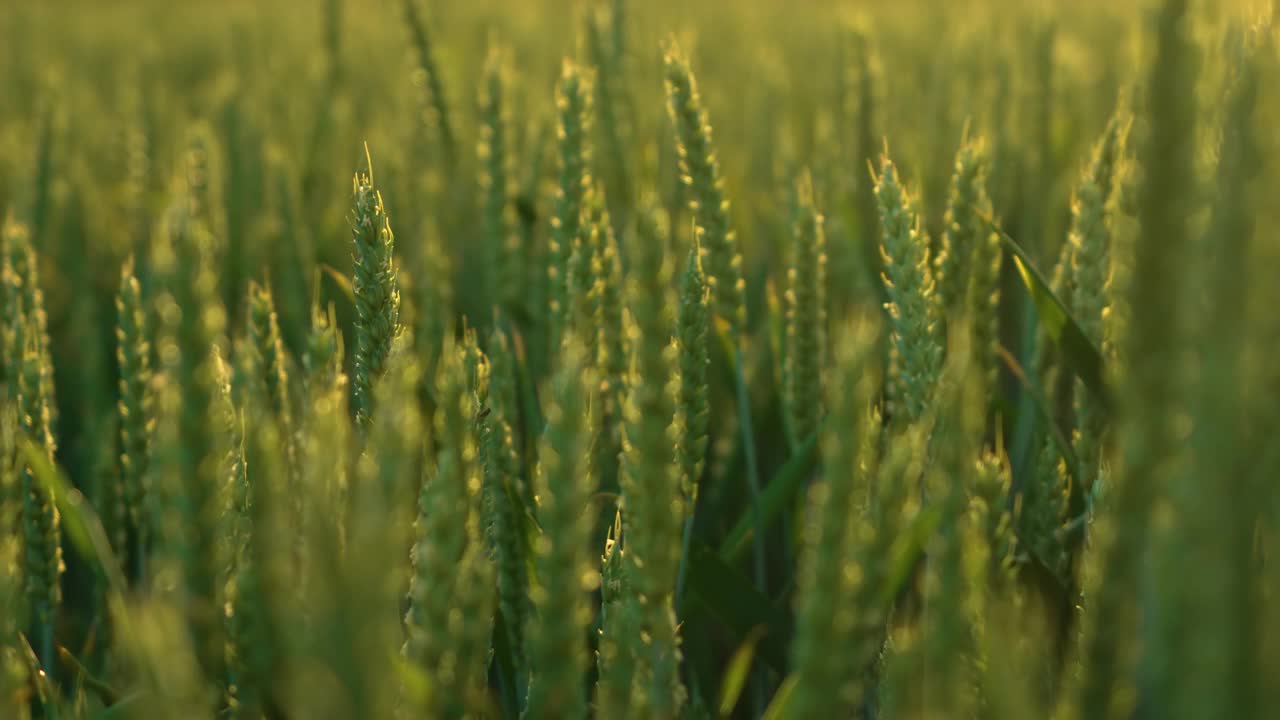 多汁的新鲜的年轻的绿色小麦穗在大自然的春夏田野晚霞的特写视频下载