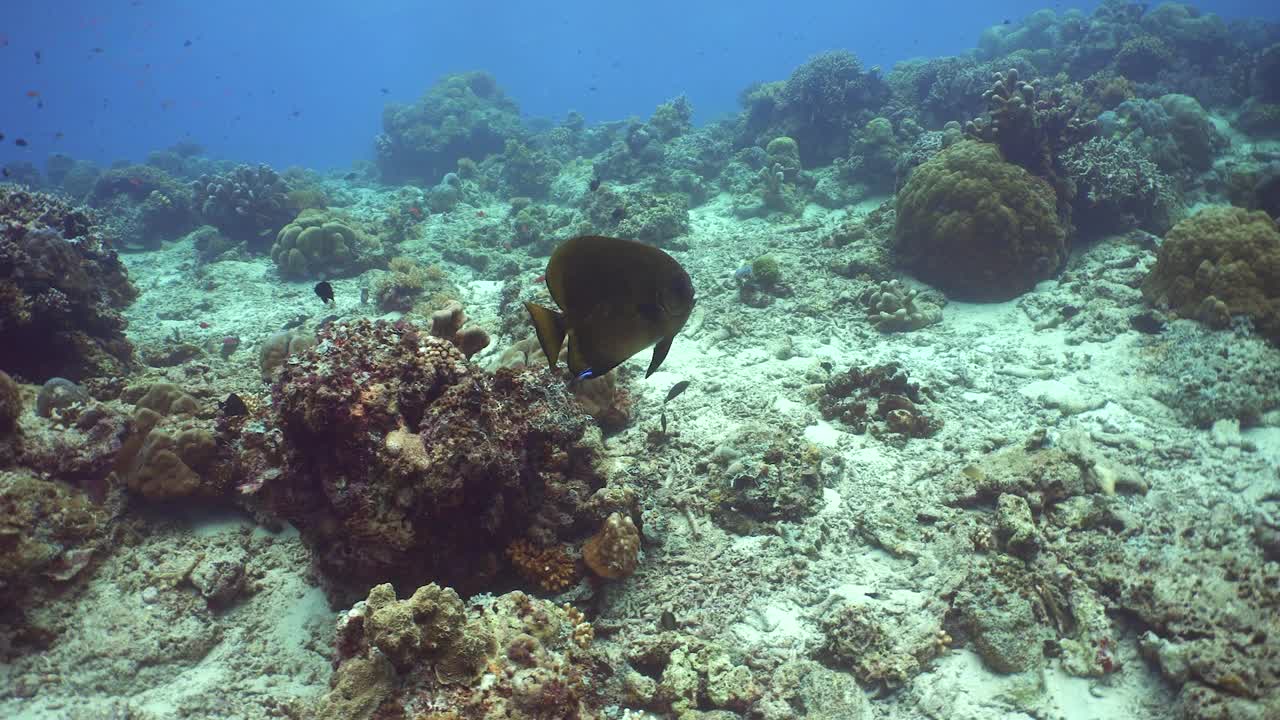 珊瑚礁和热带鱼。诗巴丹岛Semporna。马来西亚。视频下载