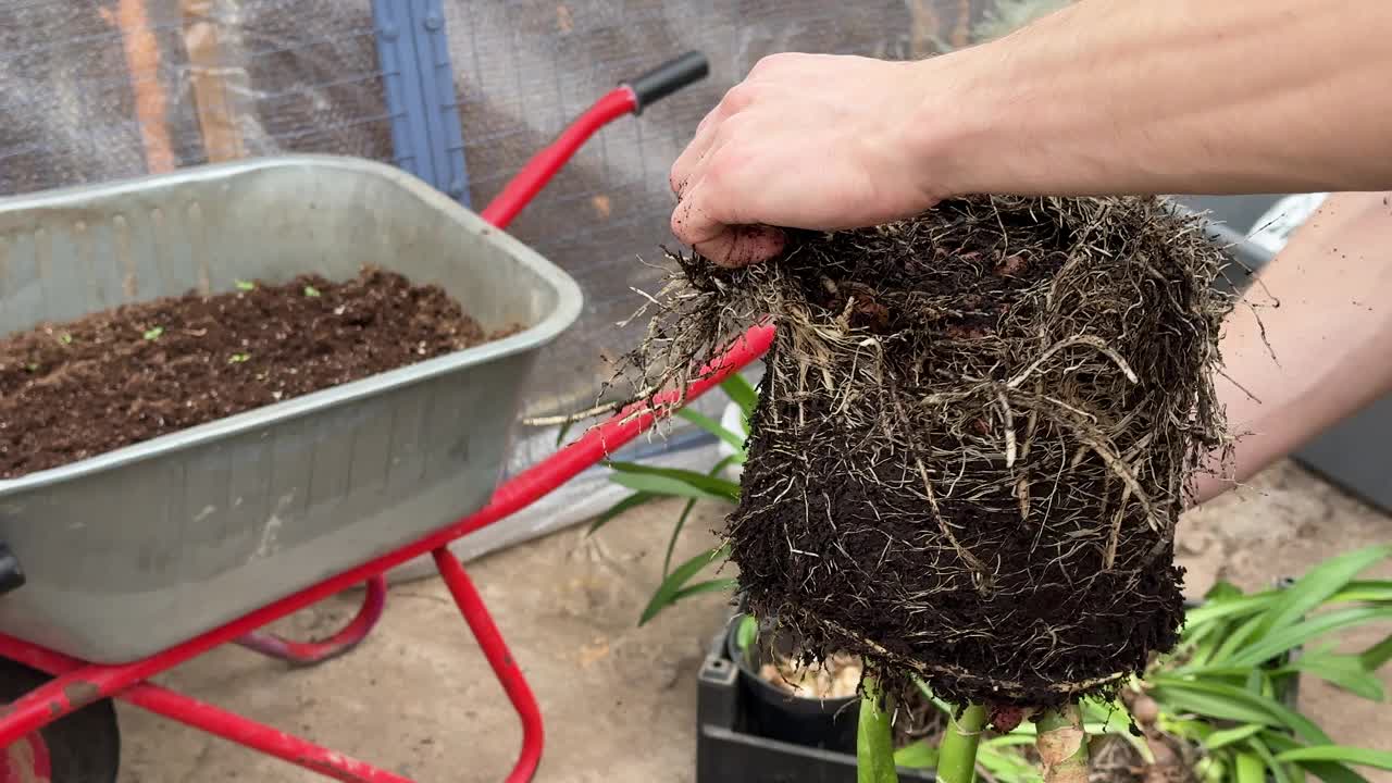 一名工人在工业温室的新花盆里重新种植差异花。视频下载