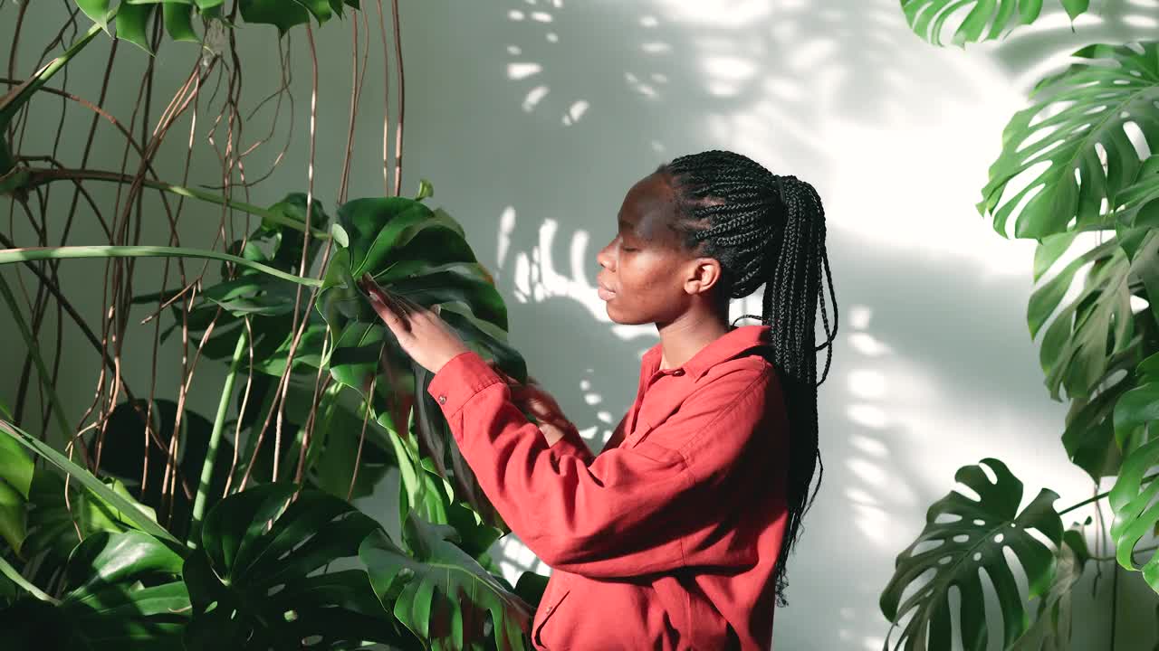 感兴趣的黑人女园丁触摸室内植物怪物检查叶子，享受生长的结果。视频下载