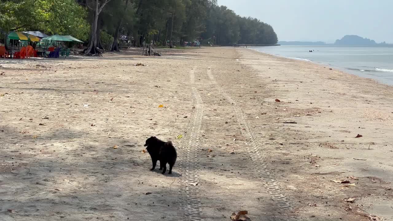 可爱的波美拉尼亚狗在海滩上散步视频下载