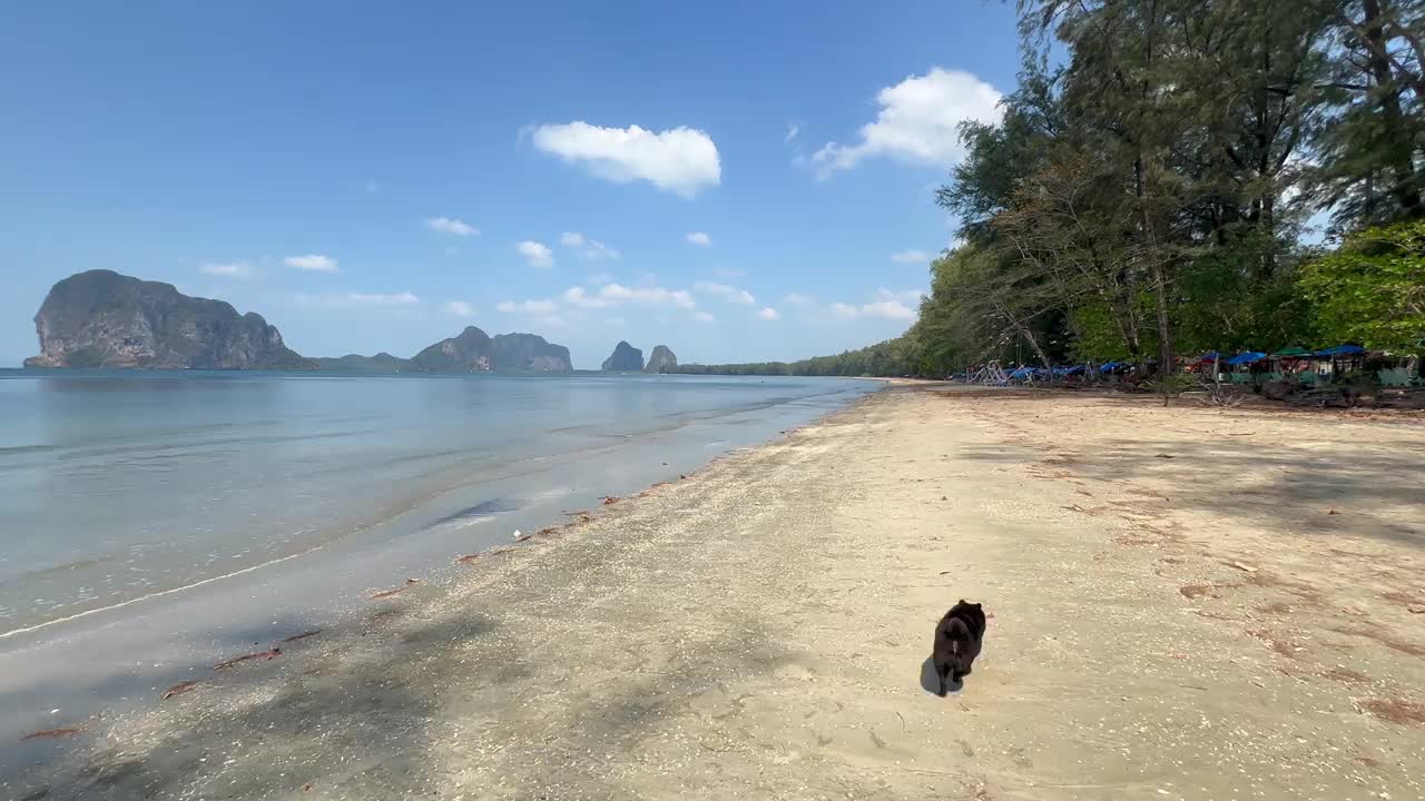 小狗在沙滩上散步视频下载