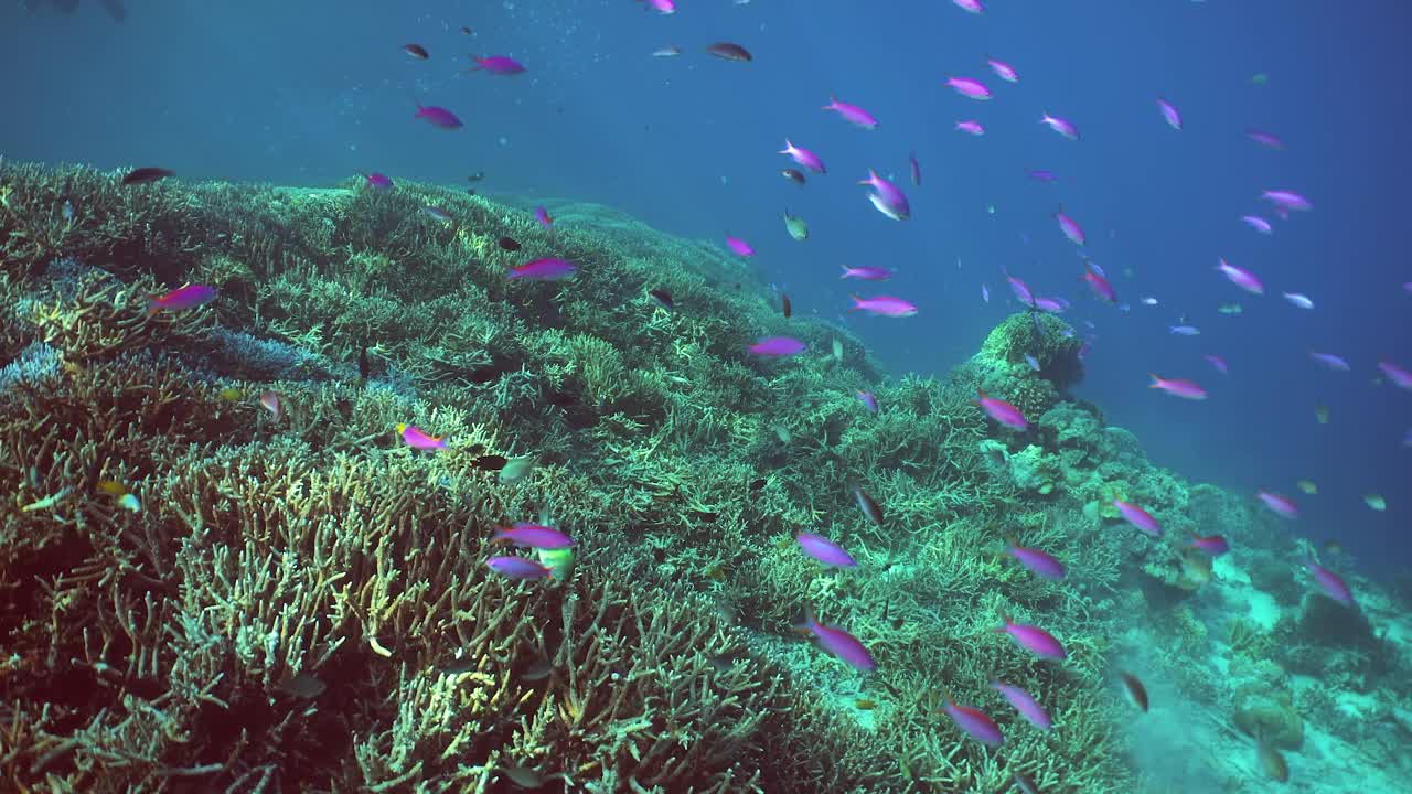 珊瑚礁和水下热带鱼。诗巴丹岛Semporna。马来西亚。视频下载