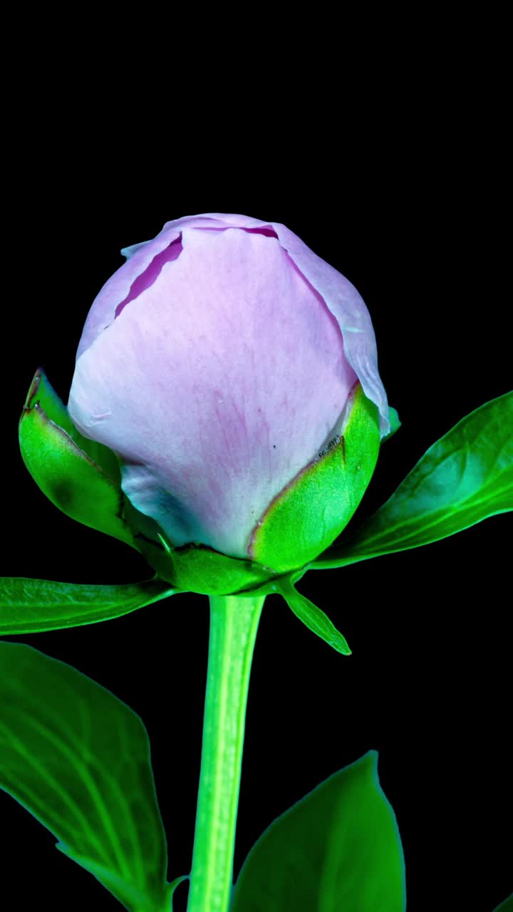 美丽的粉红色牡丹在黑色的背景。盛开的蓝色牡丹花在延时视频开放。复活节，春天，情人节，节日概念视频下载
