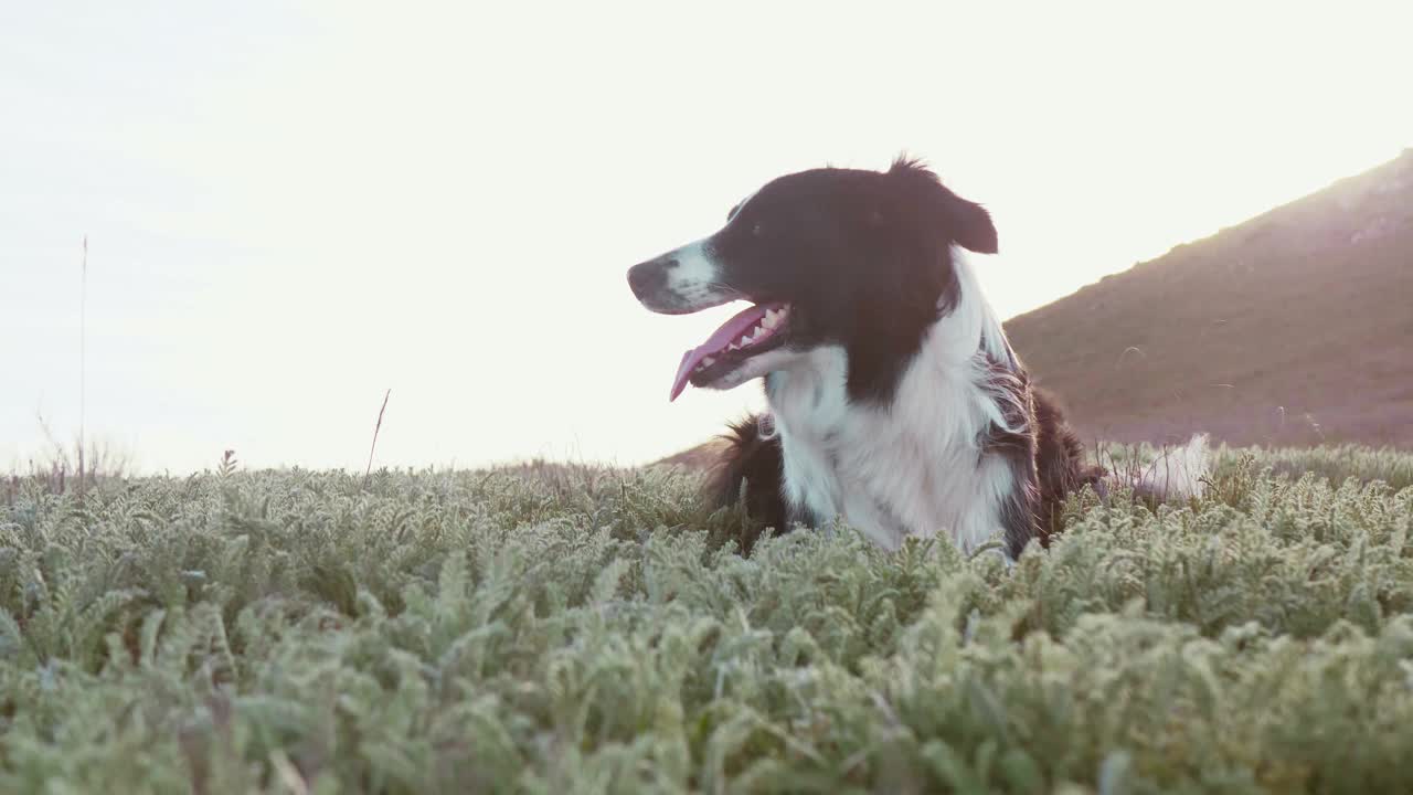 这是一只美丽的黑白边境牧羊犬，背景是春天的山丘，在新鲜的草地和日落的光线下。风吹动着柔滑的皮毛。特写镜头。慢动作视频下载