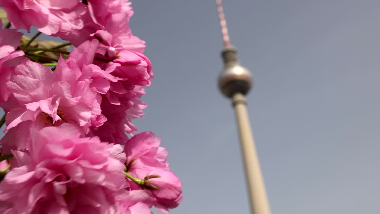 樱花盛开的柏林亚历山大广场视频下载