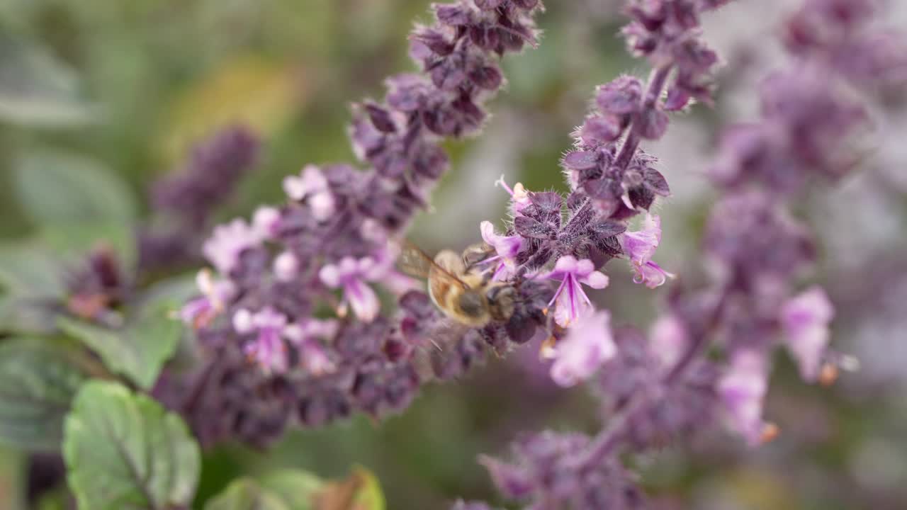 欧洲野生昆虫:蜜蜂-超慢动作4K 120fps视频素材