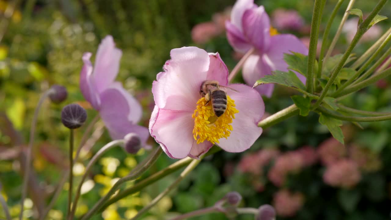 欧洲野生昆虫:蜜蜂-超慢动作4K 120fps视频下载
