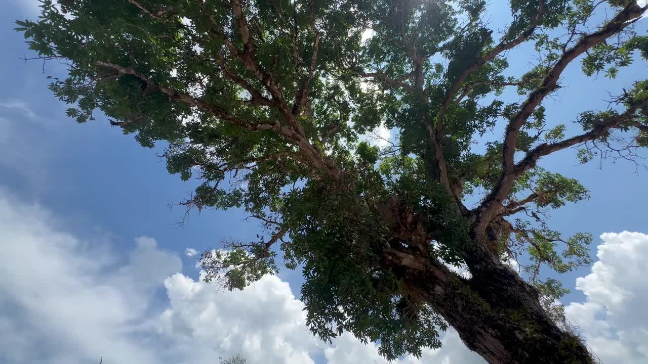 树木在风中摇曳，阳光和镜头的闪光视频下载