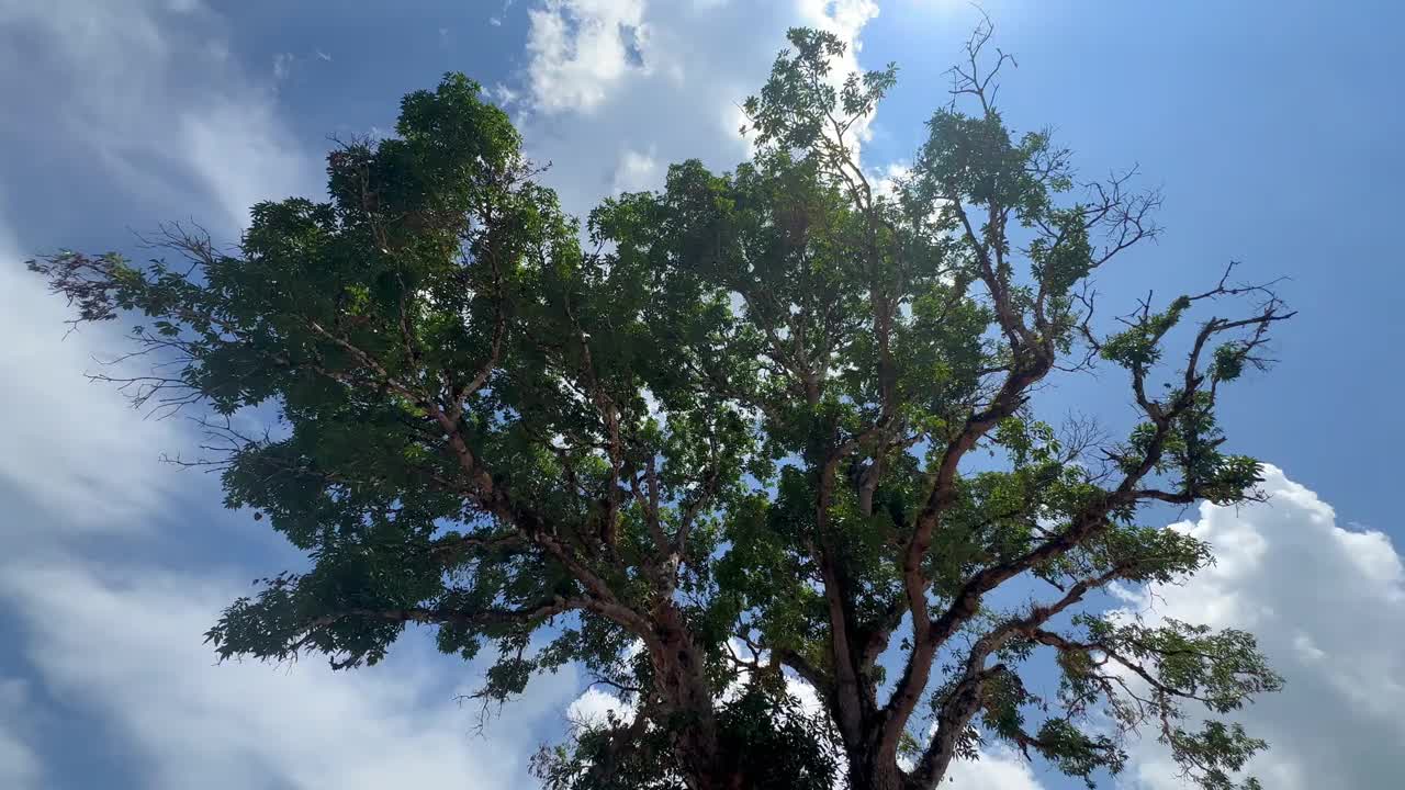 树木在风中摇曳，阳光和镜头的闪光视频下载