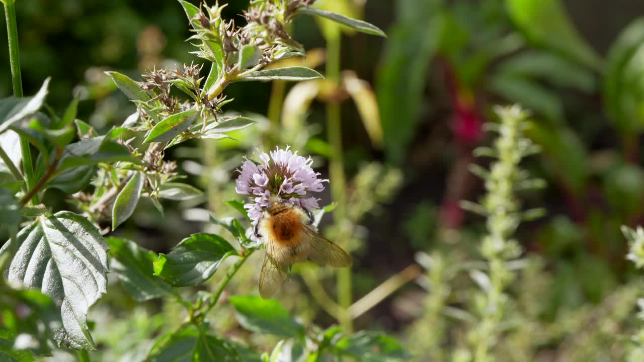 欧洲野生昆虫:蜜蜂-超慢动作4K 120fps视频素材