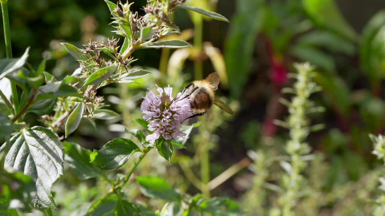 欧洲野生昆虫:蜜蜂-超慢动作4K 120fps视频下载