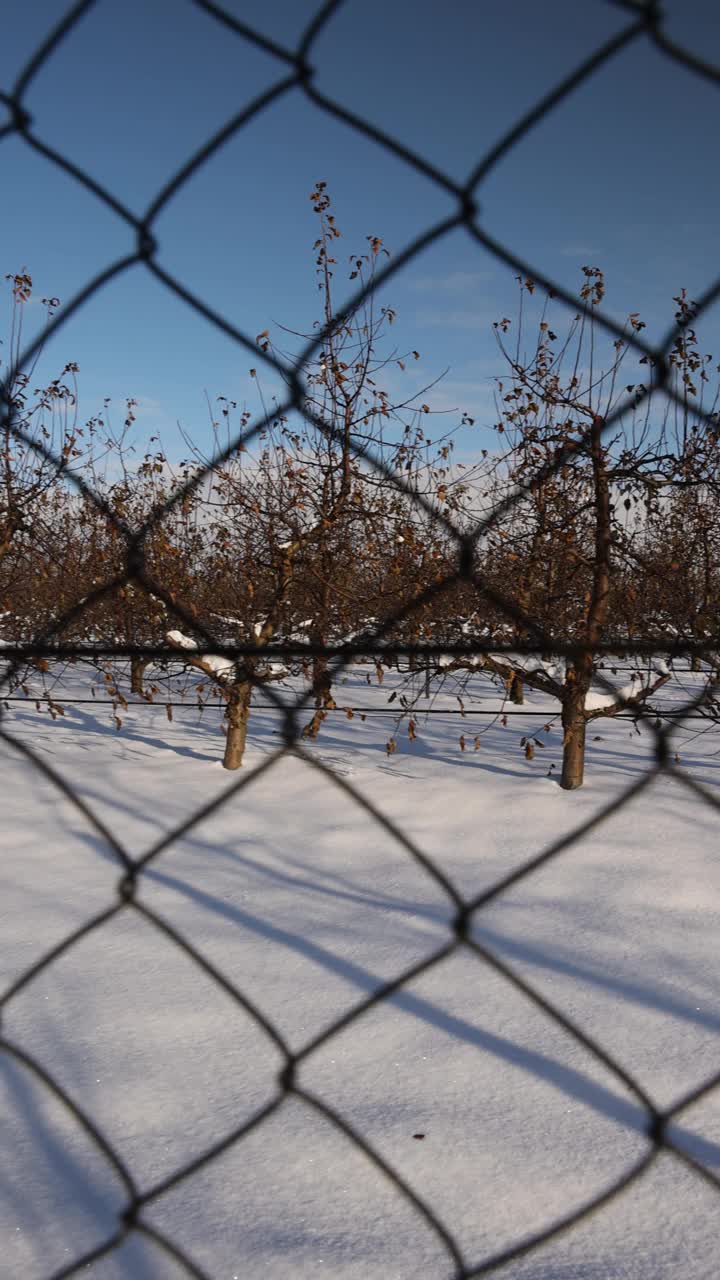 冬天霜冻时果园里苹果树上的老叶子视频下载