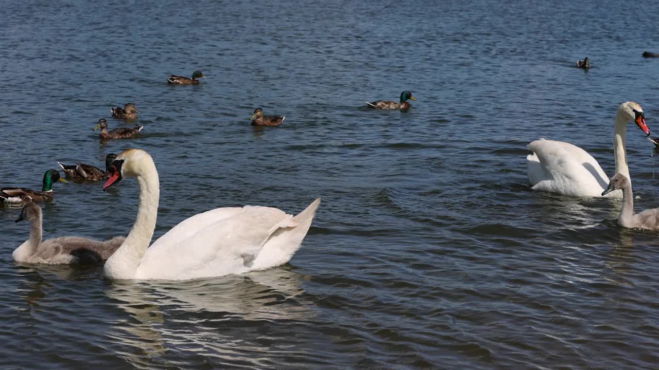 夏天，白天鹅在湖里游泳视频下载
