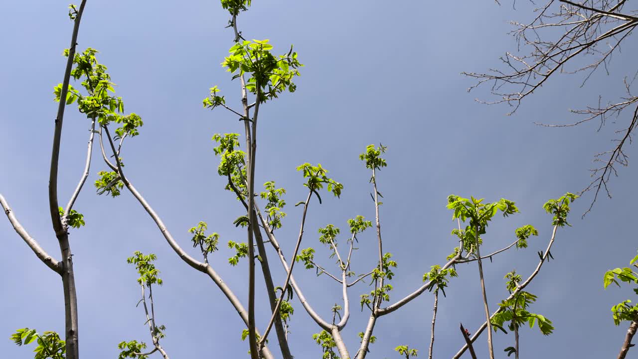 春天开花的核桃树视频下载