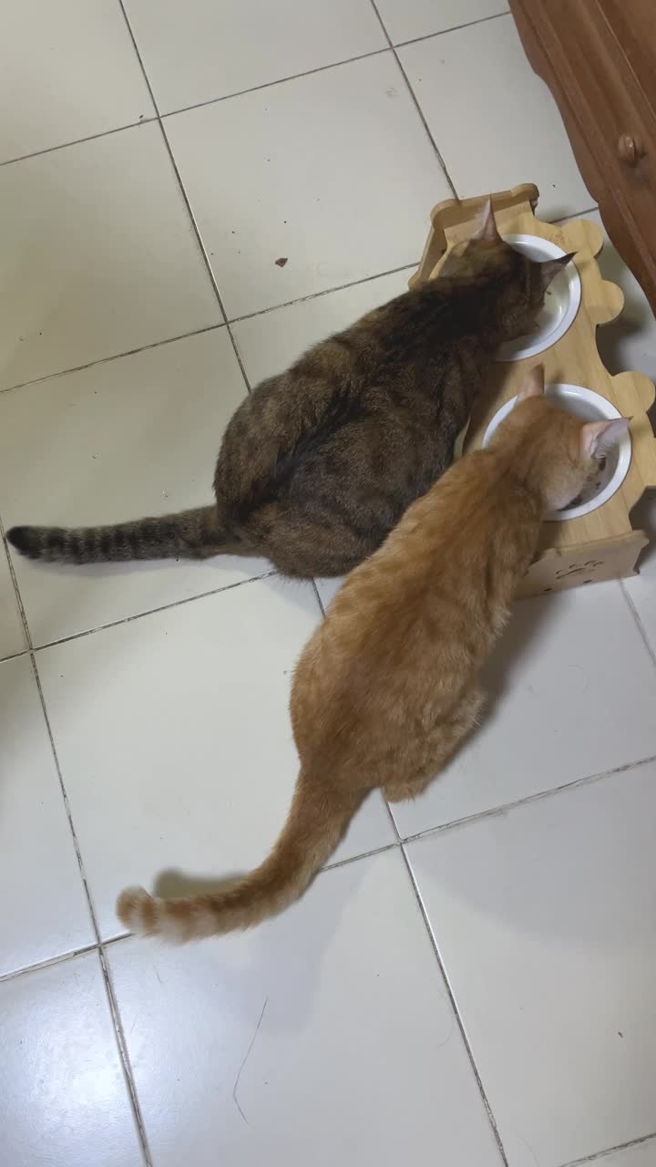 胖虎斑猫和小橙色虎斑猫在吃食物视频下载