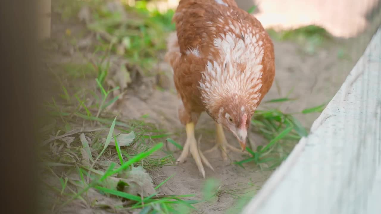 一只棕色的小鸡在土里翻找，在鸟舍里吃草视频下载
