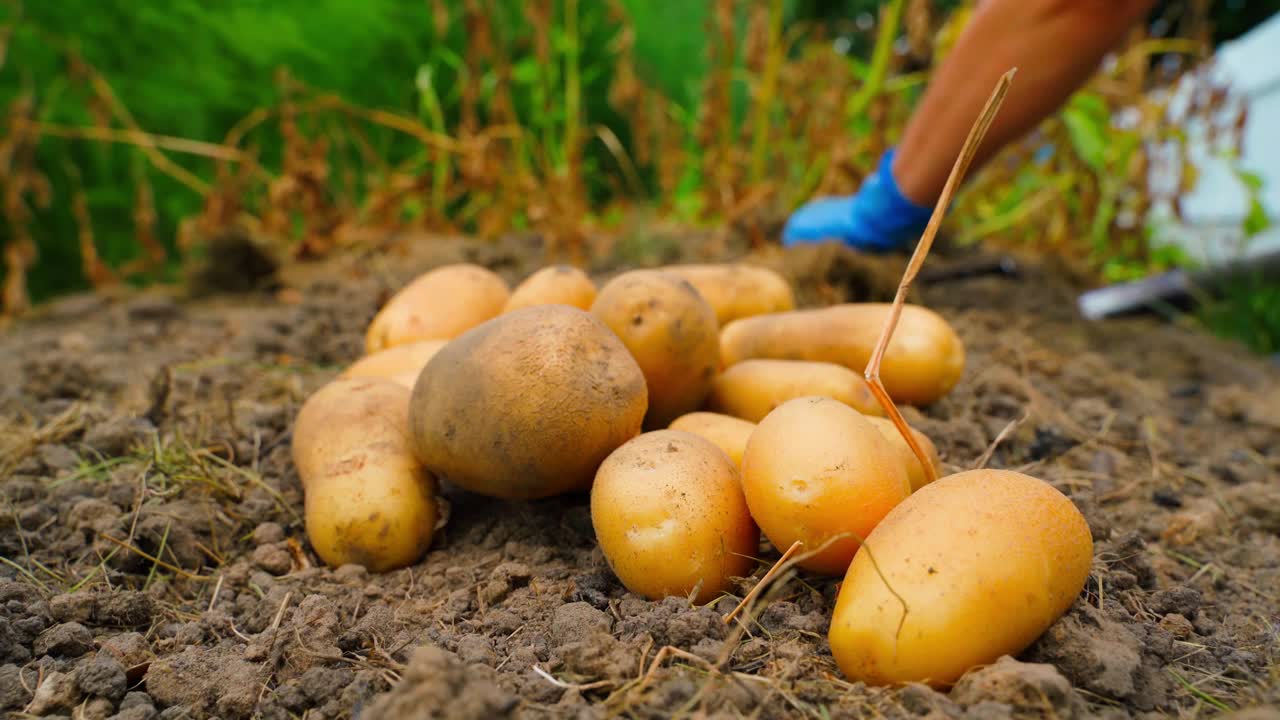 在家庭菜园里种植土豆的结果，特写。美丽的黄色土豆躺在菜园床上的土壤上，妇女们的手在后面干活视频下载