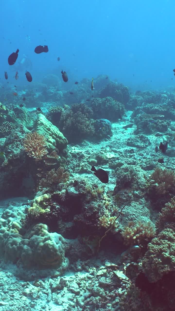 珊瑚礁和水下热带鱼。诗巴丹岛Semporna。马来西亚。视频下载