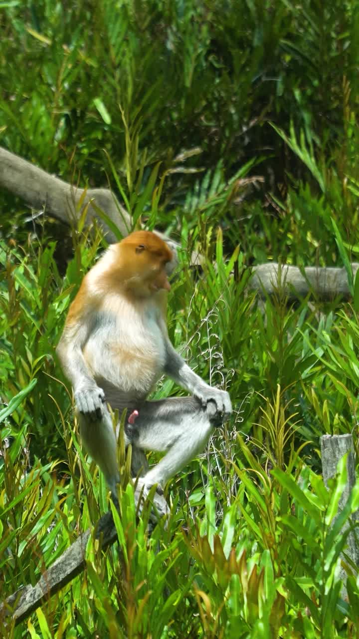 婆罗洲的长鼻猴。马来西亚。视频下载