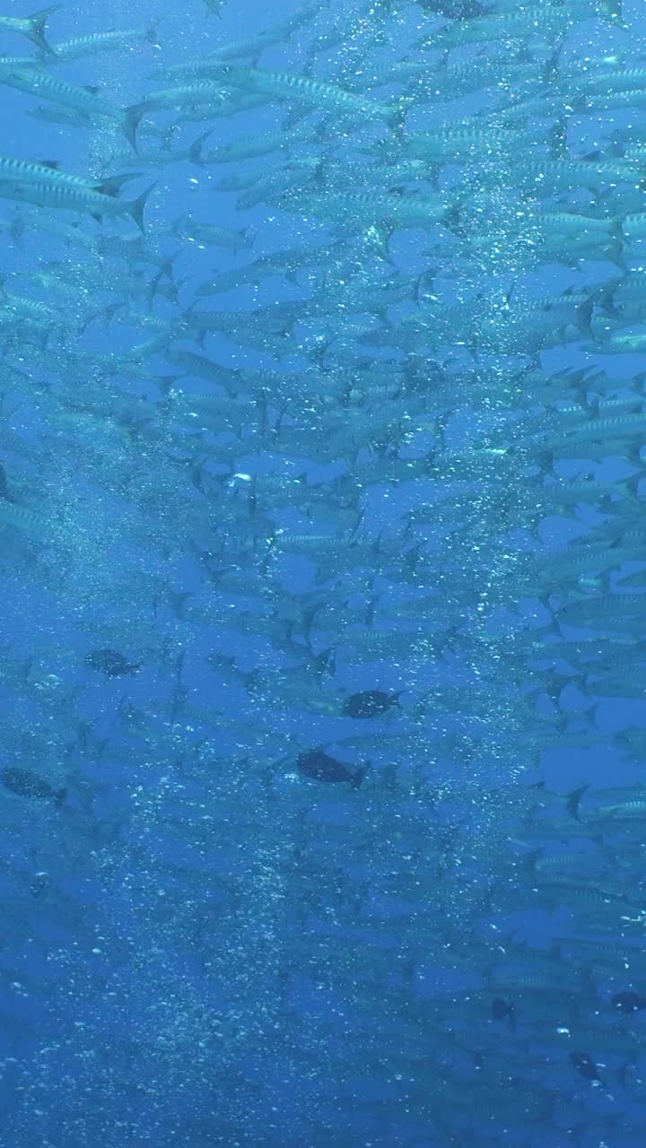 水下有鱼的珊瑚礁。诗巴丹岛Semporna。马来西亚。视频下载