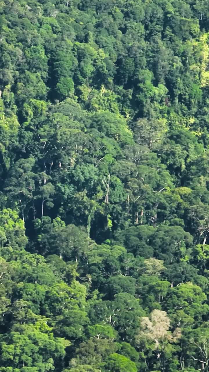 婆罗洲岛上的雨林。马来西亚视频下载