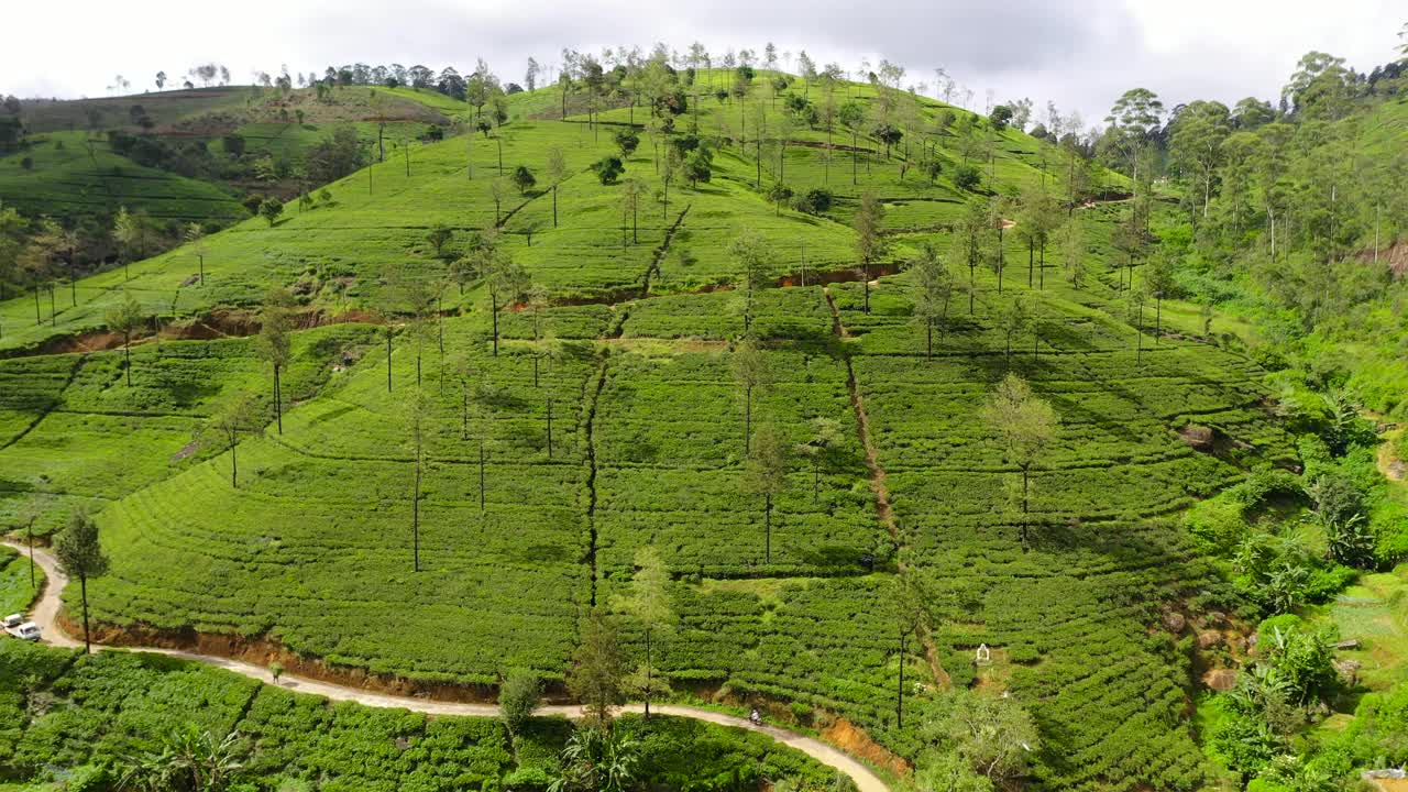 斯里兰卡的绿茶种植园。茶园景观。视频下载