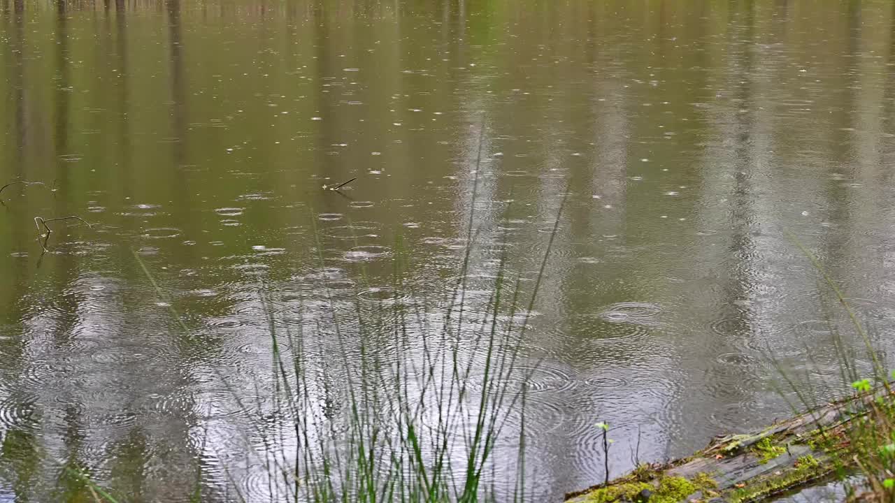 早春的雨落在一个小农场的池塘上视频下载
