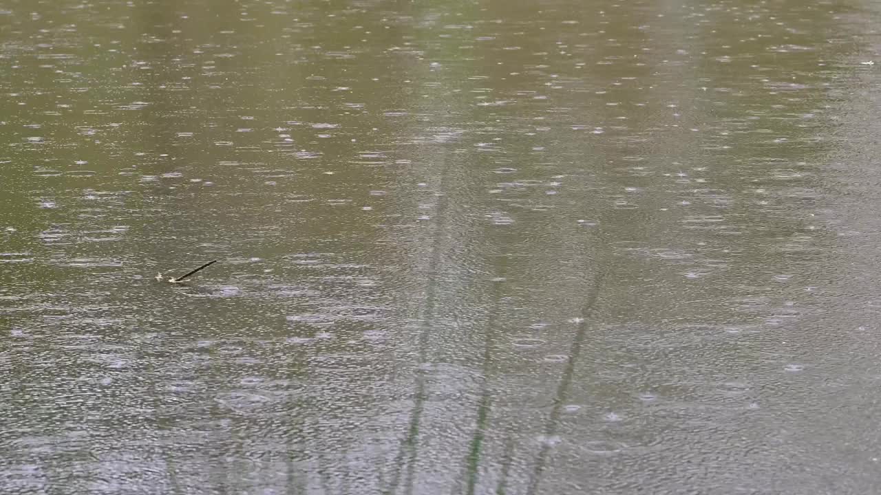 农场池塘上的早春雨视频下载