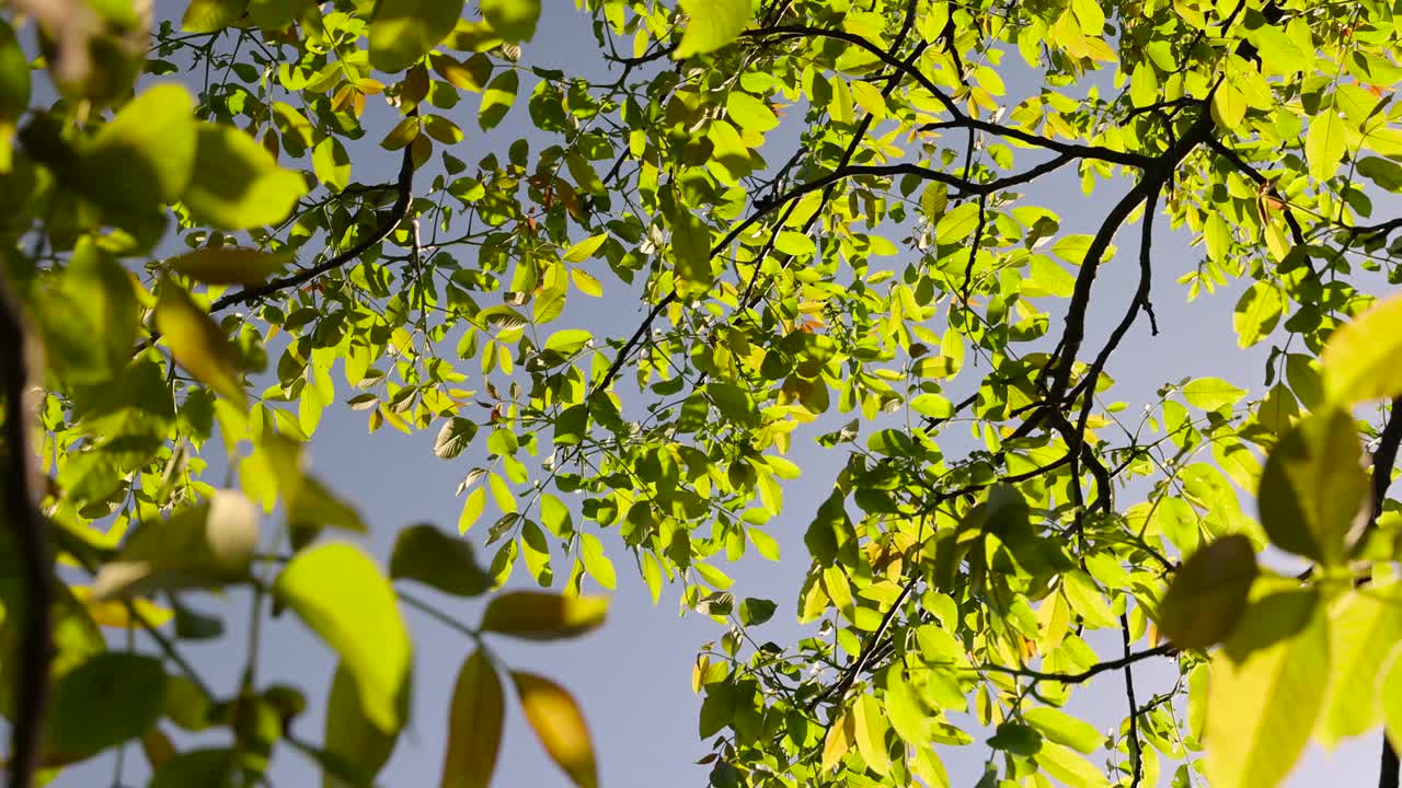 果园里黄绿色的胡桃树叶视频下载