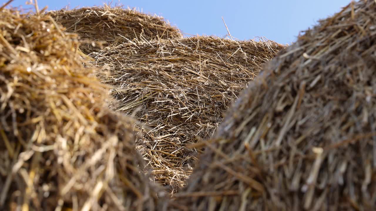 谷物收获后堆放的麦秸视频下载