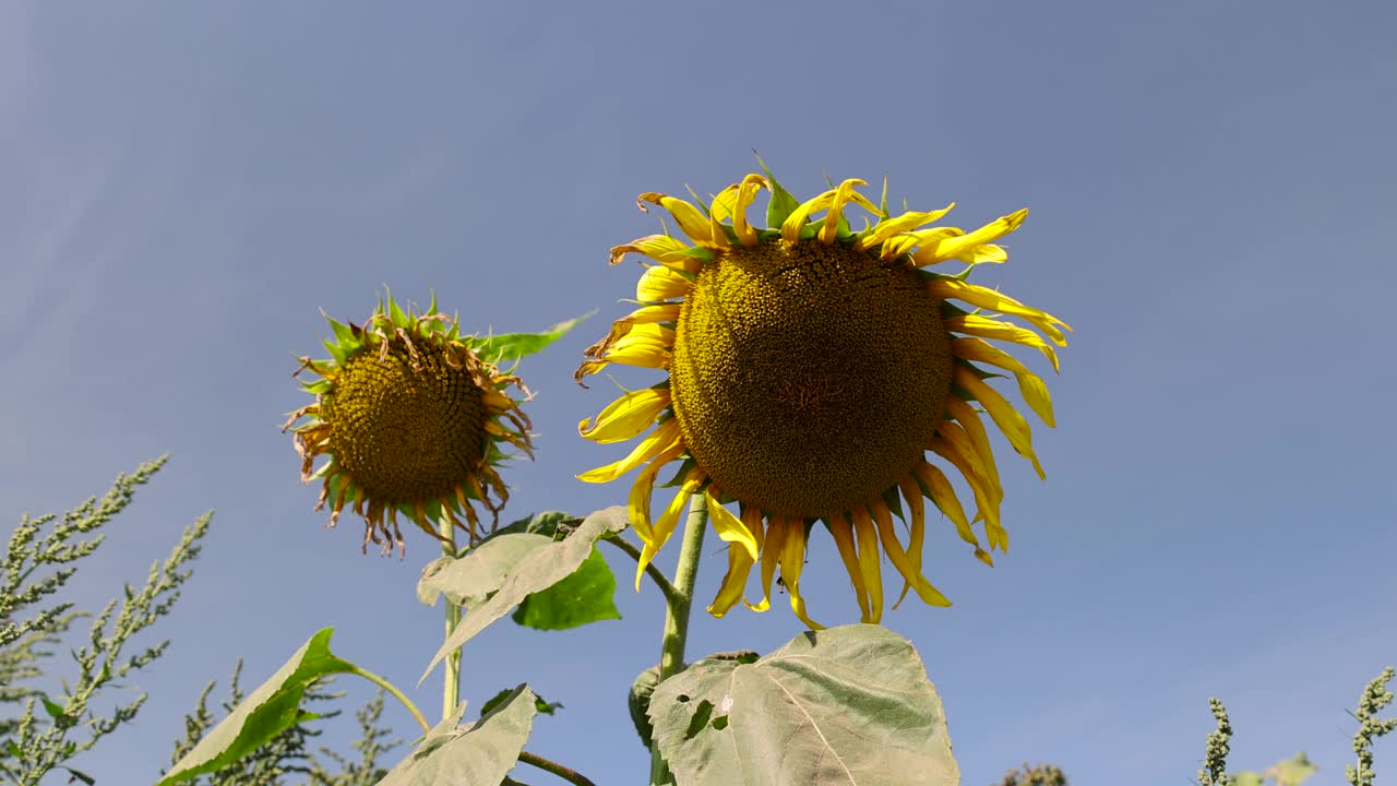 夏天凋谢的向日葵，盛开的向日葵视频下载