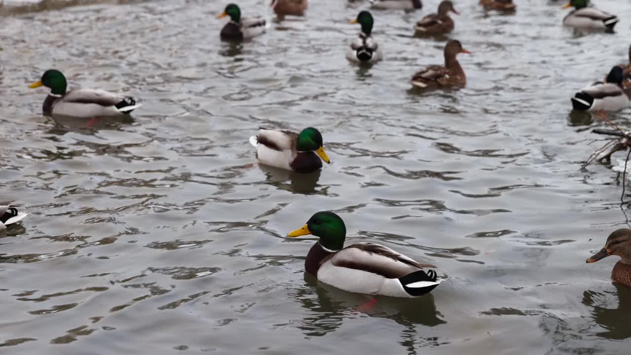 城市公园冬季的鸭子湖视频下载