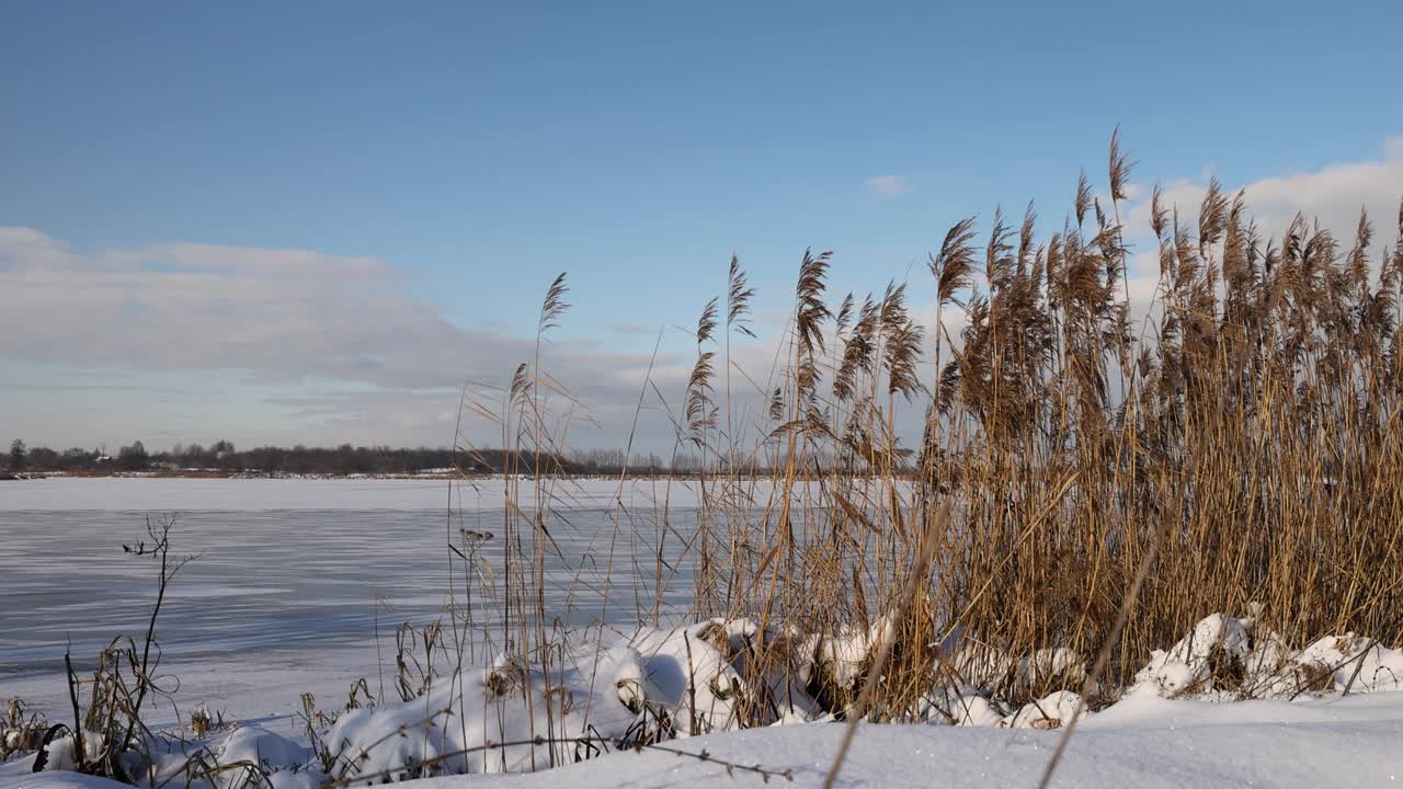 冬天湖岸的干草视频下载