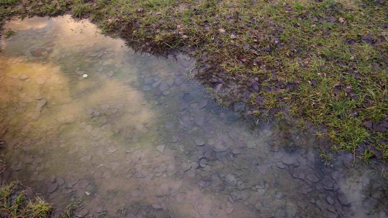 草在冬天变暖时腐烂植物视频下载