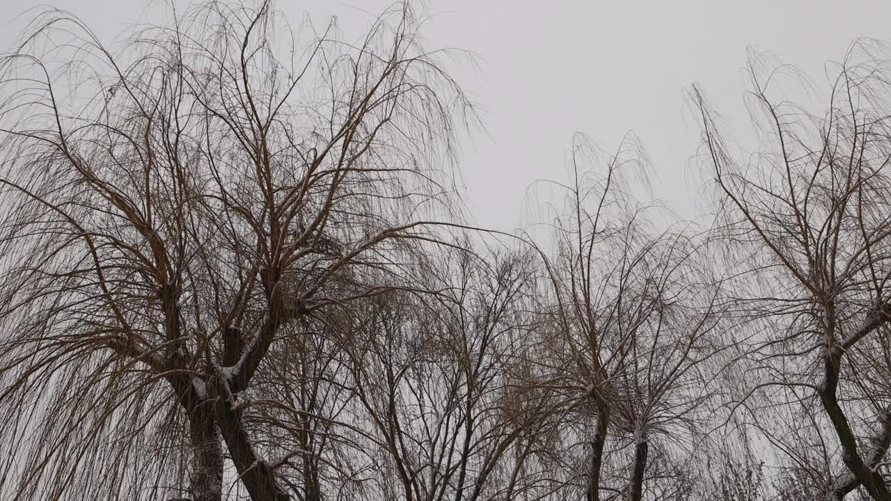 冬季暴风雪期间无叶的落叶乔木视频下载