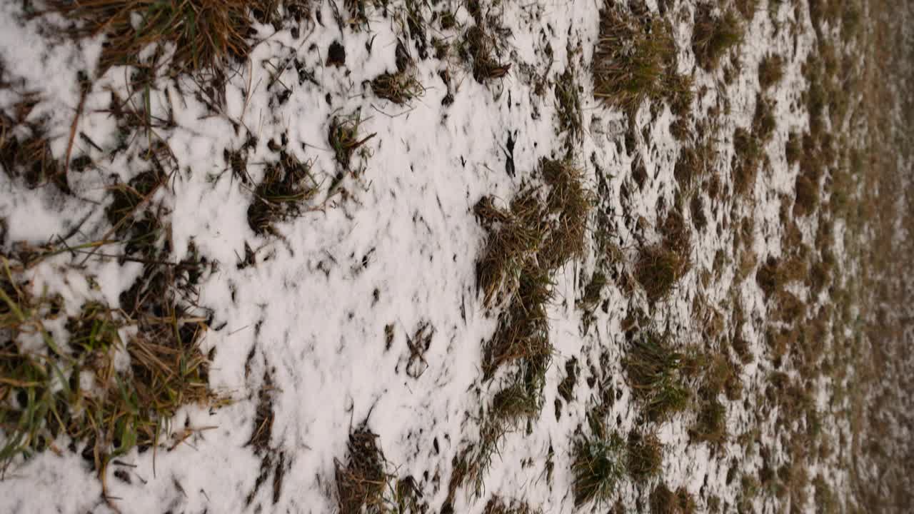 冬天的雪下，枯黄的老草，一片田野视频下载