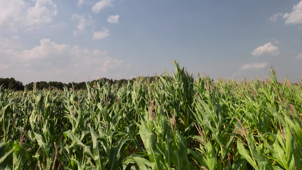 夏天绿色的玉米田，长满玉米的田地视频下载