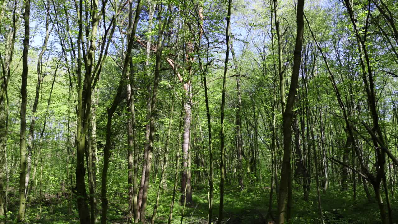 春天森林里长出第一片绿叶的树视频下载
