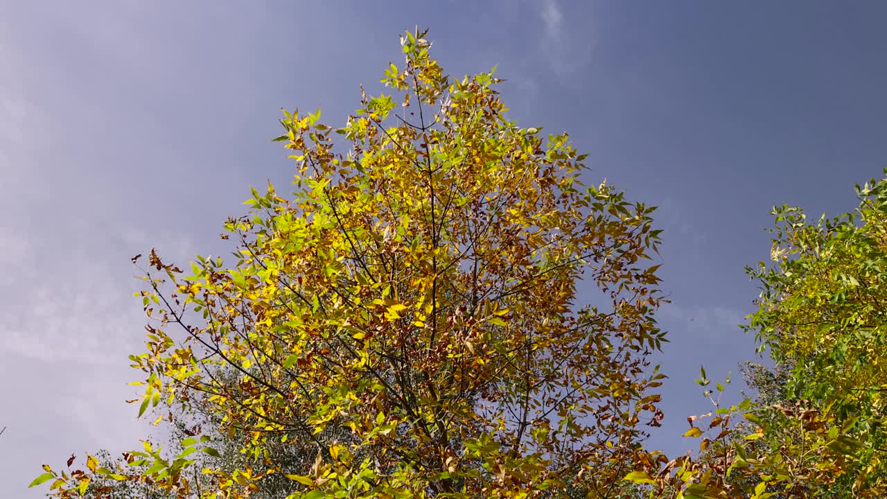 秋天泛黄的灰树叶视频下载