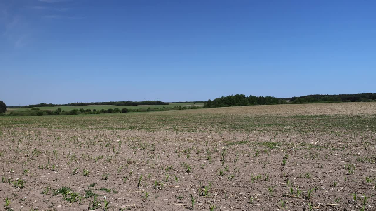 夏天，绿玉米在一大片地里发芽视频下载
