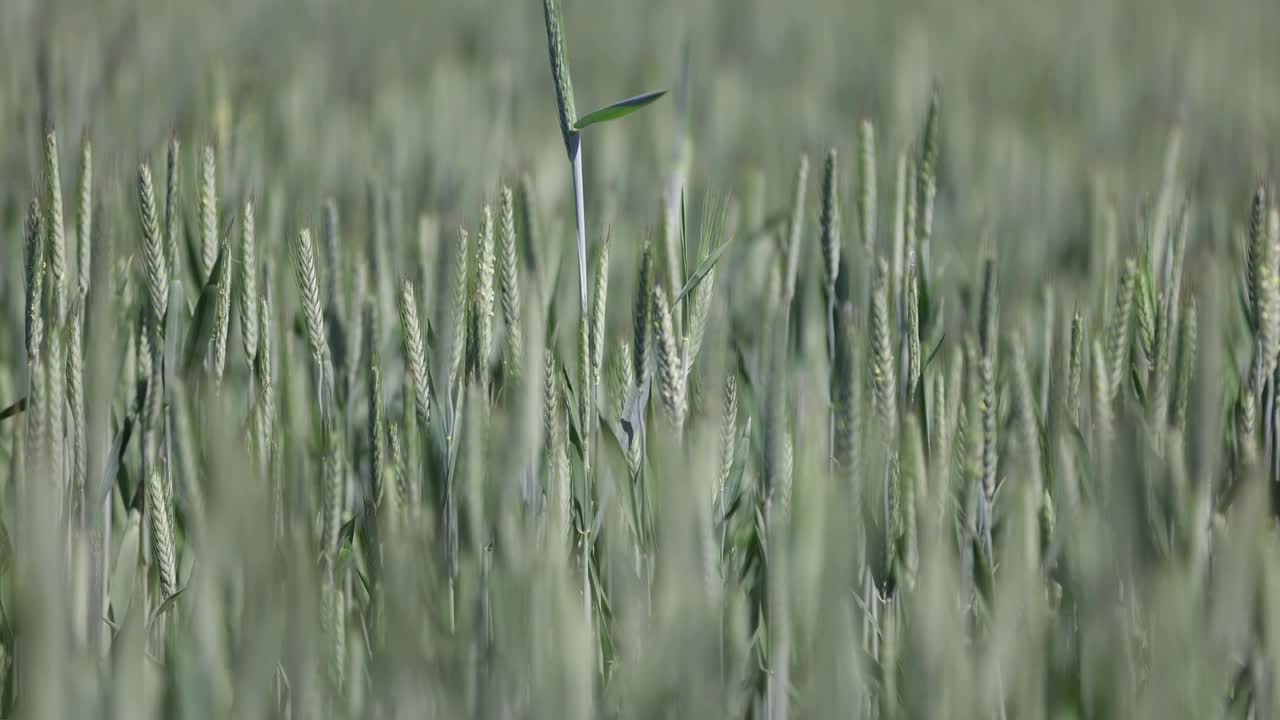 绿色的小麦谷物在夏季成熟前的田野里视频下载
