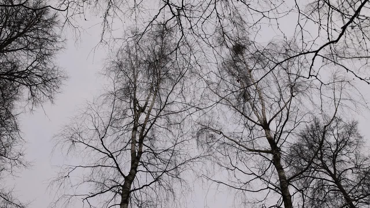 阴天刮风的冬天公园里有桦树视频下载