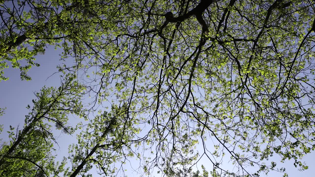 春天枫叶上第一片美丽明亮的叶子视频下载
