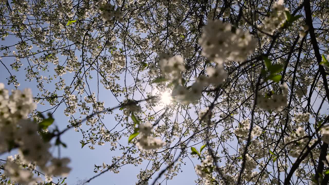 春天的花园，阳光明媚，樱花盛开视频下载