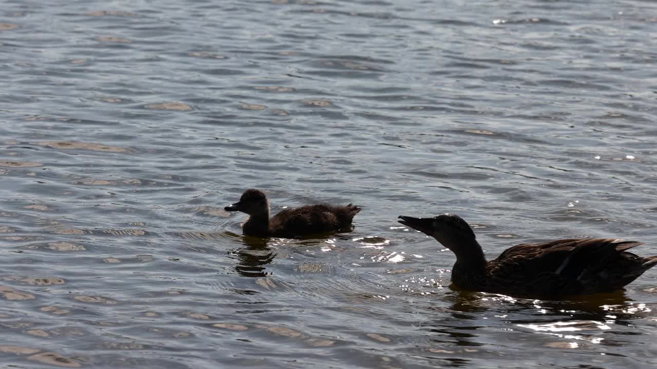 湖中的鸭子在湖上游泳视频下载
