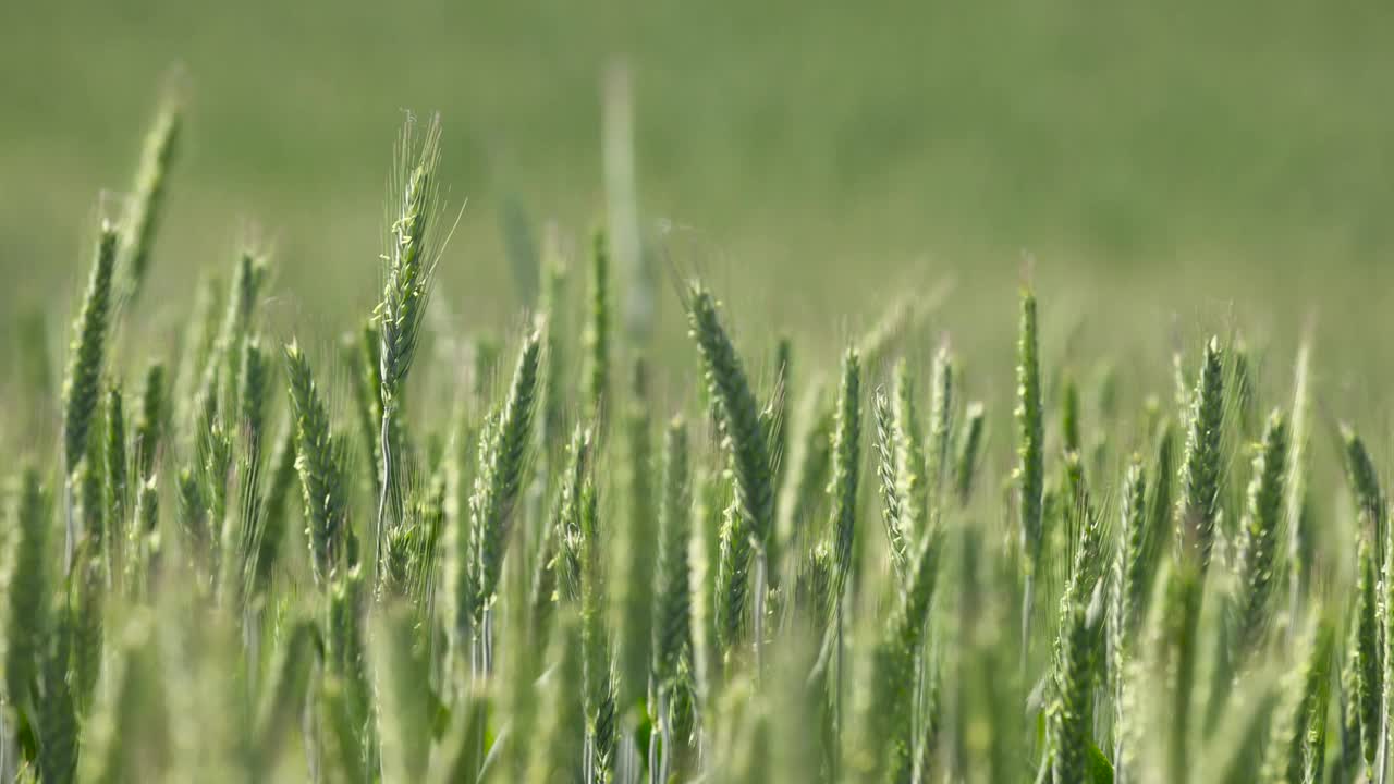 在晴朗的天气里，绿色的未成熟的小麦视频下载