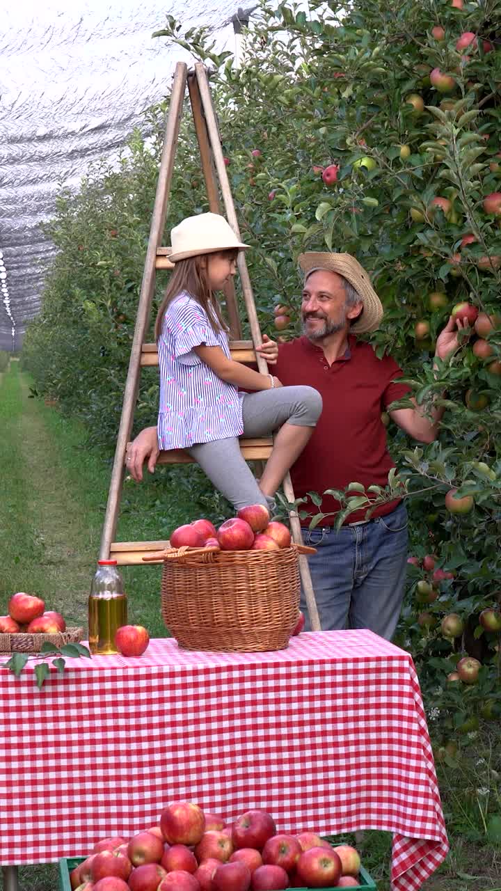 农夫和他的小女儿在果园的梯子上摘苹果视频下载