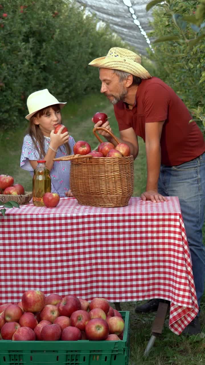 小女孩和爸爸在果园里吃苹果玩得开心视频下载